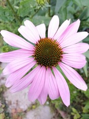floral wallpaper with Echinacea purpurea. an unusual purple flower with long petals.