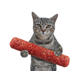 A gray cat holds a dried sausage. White background. Isolated.