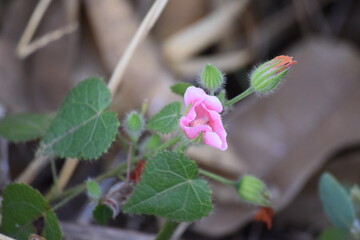 flores no Cerrado brasileiro