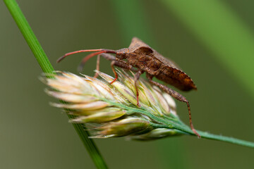Macro of a Dock Bug
