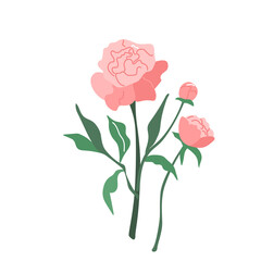 Peony flower vector illustration isolated on white background in