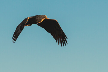 Majestic sea eagle in flight over the ocean with a blue sky background