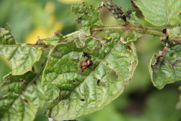 Larva of the insect 