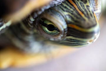 close-up of a red-cheeked aquatic turtle.