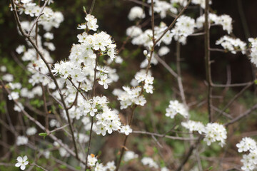 Prunus Spinosa or blackthorn plant flowers in spring