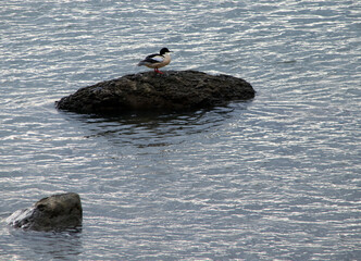 Gänsesäger (Mergus merganser), Männchen, auf Felsen im Wasser sitzend