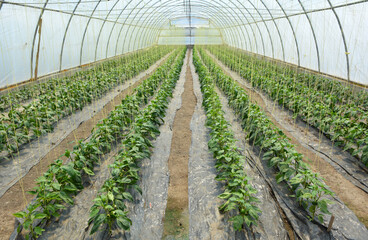 Greenhouse where vegetable crops are grown