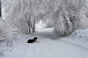 Pies odpoczywający na drodze zasypanej śniegiem pod lodowym drzewem.