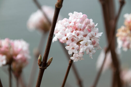 Winter-Schneeball (Viburnum bodnantense), bl&uuml;hend