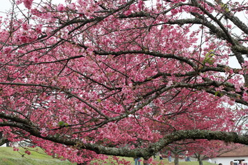 cherry tree pink