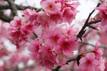 pink cherry blossom in spring