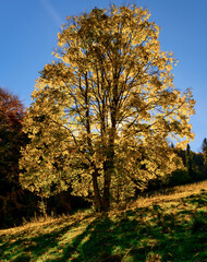 Pieniny, Tatry, Karpaty, Polska, Trzy korony, owce, redyk,  © Daniel Folek