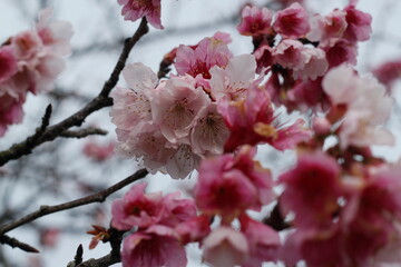 blossom in spring in the park