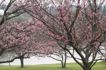 blossom