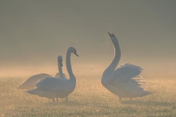 swan and swans