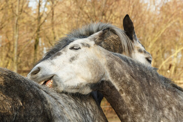 Fototapeta premium Zwei Pferde kraulen sich