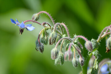 Borage (Borago officinalis) grows in nature