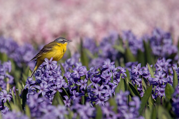 bulb fields in Holland