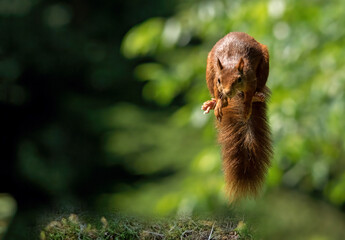 squirrels in the woods