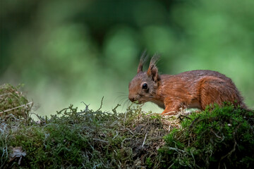 squirrels in the woods