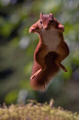 squirrels in the woods