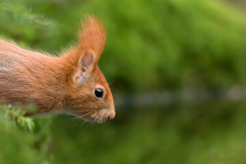 squirrels in the woods