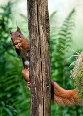 squirrels in the woods