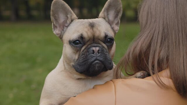 Back view of woman holding french bulldog outdoors