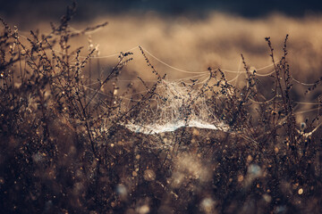 A Spider web on an autumn meadow, illuminated in morning sun. Blurred background with light bokeh and short depth of field