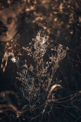 A Spider web on an autumn meadow, illuminated in morning sun. Blurred background with light bokeh and short depth of field