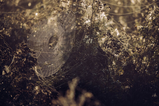 A Spider web on an autumn meadow, illuminated in morning sun. Blurred background with light bokeh and short depth of field,