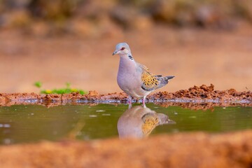 European turtle dove drinking water at sunset in a pond