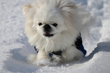 雪の中を走る白いペキニーズ