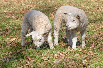Obraz premium Two newborn lambs enjoy the green grass together.