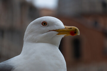 Primo piano di una testa di gabbiano con uno sfondo sfocato