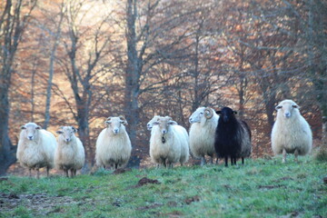 Oveja negra es aceptada ovejas blancas