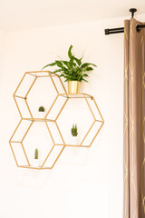 Fototapeta na wymiar Hexagon Regal - Gold mit Kaktus