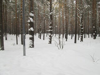 snow covered trees