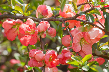 Obraz premium branch with red flowers of japanese quince close up