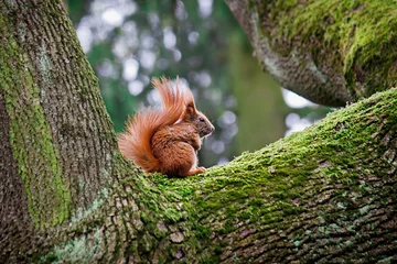 Zelfklevend Fotobehang rode eekhoorn zittend op een boom close-up © tillottama