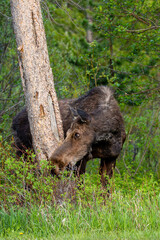 Female Moose (Alces alces) eating in Wilson, Jackson Hole, Wyoming in late May
