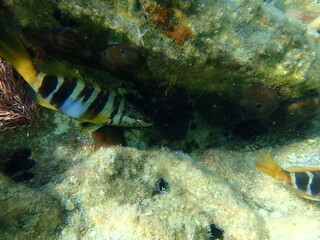 Fototapeta na wymiar Painted comber (Serranus scriba) undersea, Aegean Sea, Greece, Syros island