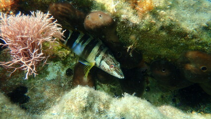 Painted comber (Serranus scriba) undersea, Aegean Sea, Greece, Syros island