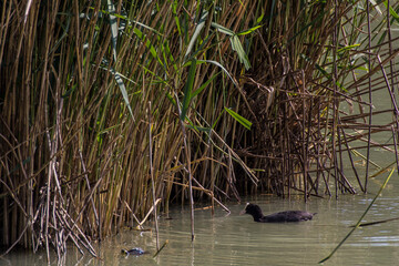 Fototapeta premium Walking in the city park and looking animals and plants