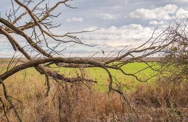 Close and selective focus on a naked tree branch in the Norfolk countryside, UK