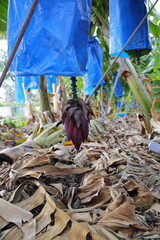 Banana farm in Cyprus