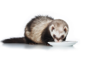 cute ferret eats from a white plate