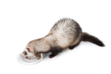 Fototapeta na wymiar cute ferret eats from a white plate
