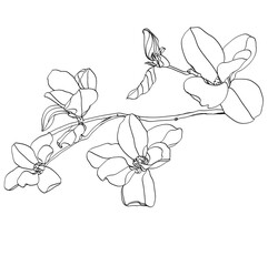black and white line illustration of magnolia flowers on a white background