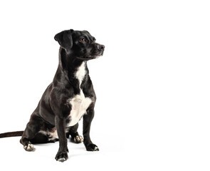 small black dog, mixed breed canine looking curious isolated white background